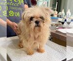 Small Shih Tzu