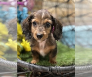 Dachshund Puppy for sale in DAYTONA BEACH, FL, USA