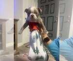 Puppy Little Lug Boston Terrier