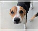 Small American Foxhound Mix