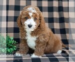 Small #3 Poodle (Miniature)