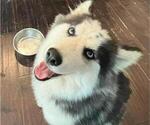 Small Siberian Husky