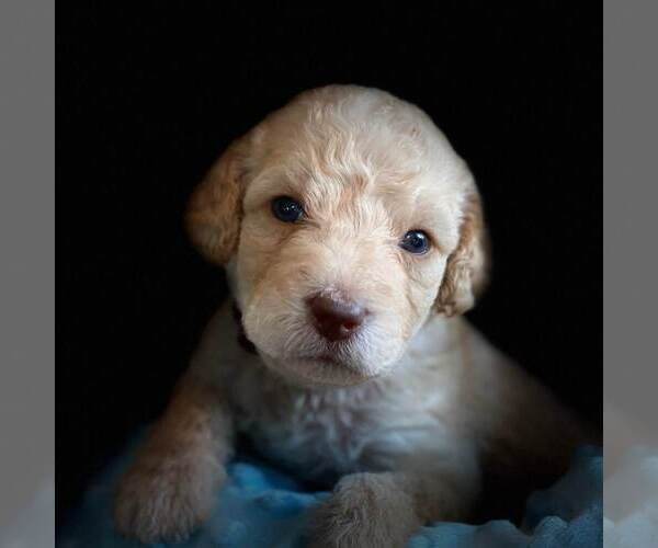 Medium Photo #2 Labradoodle Puppy For Sale in THE VILLAGES, FL, USA