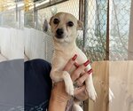 Small Photo #1 Rat-Cha Puppy For Sale in Arlington, WA, USA