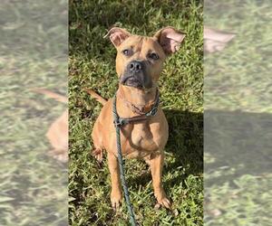 American Staffordshire Terrier-Boxer Mix Dogs for adoption in Fort Lauderdale, FL, USA