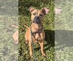 Small American Staffordshire Terrier-Boxer Mix