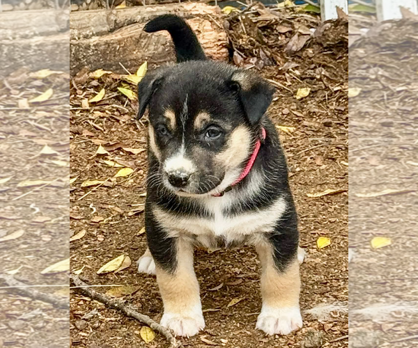 Medium Photo #3 Pyrenees Husky Puppy For Sale in Corona, CA, USA