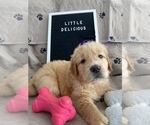 Puppy 4 Golden Retriever