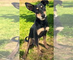 Small #2 Mutt