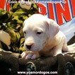 Small Photo #110 Dogo Argentino Puppy For Sale in JANE, MO, USA