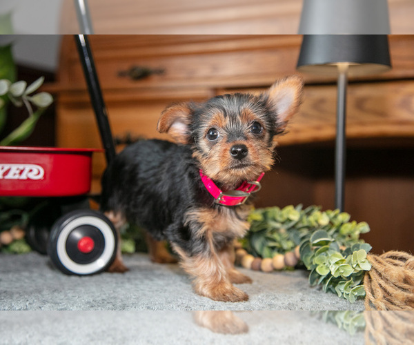 Medium Photo #8 Yorkshire Terrier Puppy For Sale in NAPPANEE, IN, USA