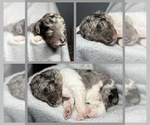 Puppy Jasmine Goldendoodle
