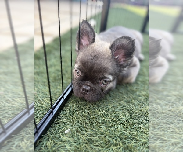 Medium Photo #7 French Bulldog Puppy For Sale in MANTECA, CA, USA