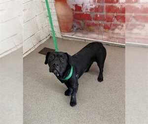 Mutt Dogs for adoption in San Bernardino, CA, USA