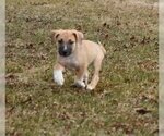 Small Photo #2 Bullboxer Pit Puppy For Sale in Mechanicsburg, PA, USA