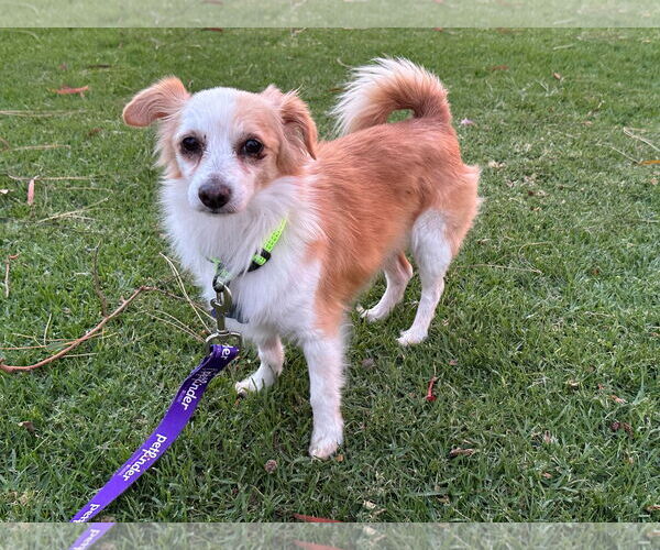 Medium Photo #1 Colonial Cocker Spaniel Puppy For Sale in Menifee, CA, USA