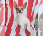 Small #1 Chiweenie