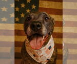 Small #6 Catahoula Leopard Dog-Labrador Retriever Mix