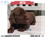 Small #11 Labrador Retriever