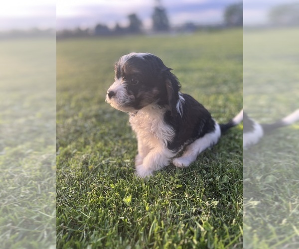 Medium Photo #5 Cavapoo Puppy For Sale in QUINCY, MI, USA