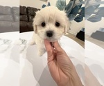 Puppy Toy Maltipoo 2 Maltipoo