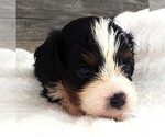 Small #1 Cavapoo