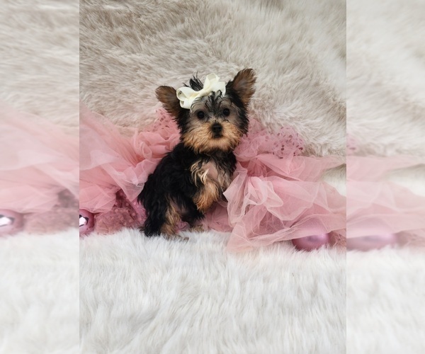 Medium Photo #7 Morkie Puppy For Sale in INDIANAPOLIS, IN, USA