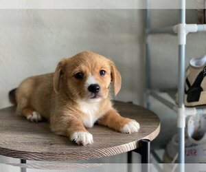 Beagi Puppy for sale in DALLAS, TX, USA