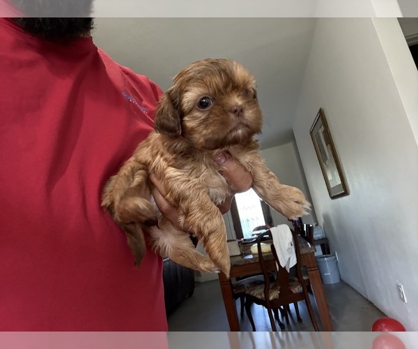 Medium Photo #3 Shih Tzu Puppy For Sale in DEL VALLE, TX, USA