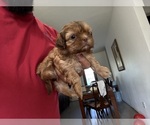Small #2 Shih Tzu