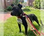 Small #11 American Pit Bull Terrier Mix