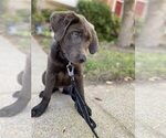 Small Photo #7 Labrador Retriever Puppy For Sale in ALEXANDRIA, VA, USA