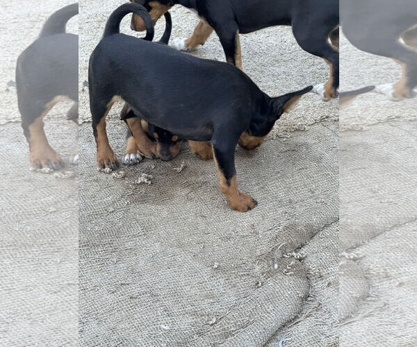 Medium Photo #1 Chipin Puppy For Sale in Woodland, CA, USA