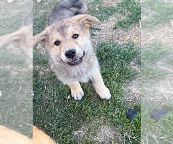 Medium Photo #7 German Shepherd Dog-Wolf Hybrid Mix Puppy For Sale in HAMILTON, TX, USA