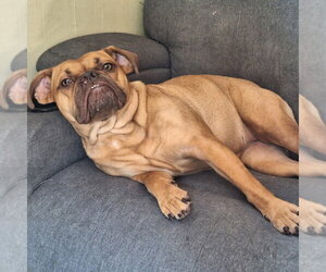 Bulldog-Unknown Mix Dogs for adoption in Vail, AZ, USA