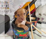 Small #5 American Pit Bull Terrier-Bulldog Mix