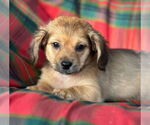 Small #1 Dachshund Mix