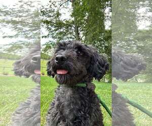 Poodle (Miniature)-Unknown Mix Dogs for adoption in Unionville, PA, USA
