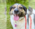 Small #5 Australian Shepherd-Beagle Mix