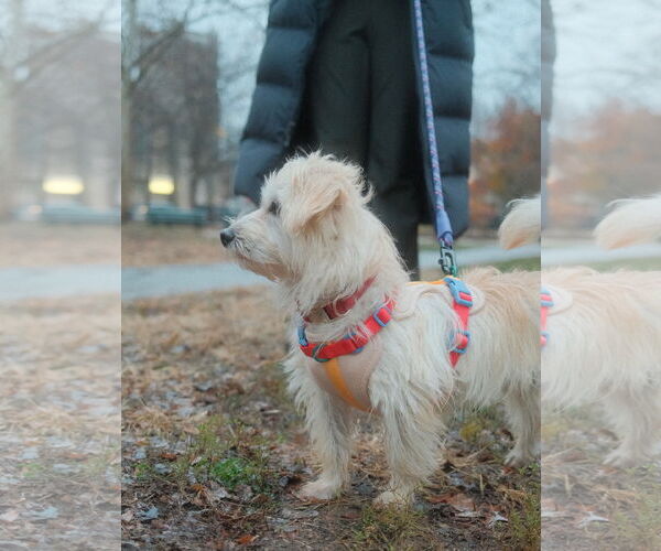 Medium Photo #12 Mutt Puppy For Sale in Philadelphia, PA, USA