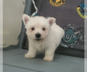 West Highland White Terrier Puppy for sale in MOUNTAINBURG, AR, USA