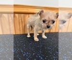 Small Photo #2 ShiChi Puppy For Sale in SAINT AUGUSTINE, FL, USA