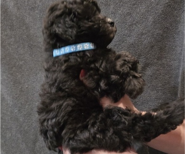 Medium Photo #30 Whoodle (Miniature) Puppy For Sale in KATY, TX, USA