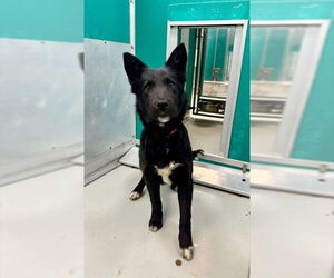German Shepherd Dog Mix Dog for Adoption in Oklahoma City, Oklahoma USA