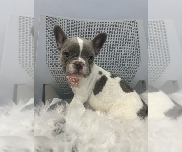 Medium Photo #1 French Bulldog Puppy For Sale in RANDOLPH, MA, USA