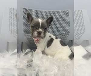 French Bulldog Puppy for sale in RANDOLPH, MA, USA
