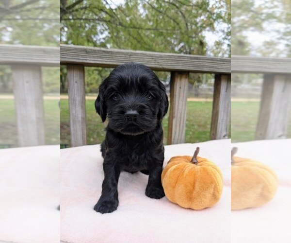 Medium Photo #2 Cock-A-Poo Puppy For Sale in SALEM, MO, USA