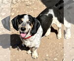 Small #1 Bagle Hound