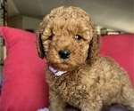 Small #3 Goldendoodle (Miniature)