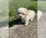 Small Photo #2 Maltipoo Puppy For Sale in ELKTON, KY, USA